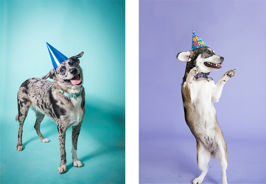 Photos Of Pets Is A Very Special Treat And Pleasure